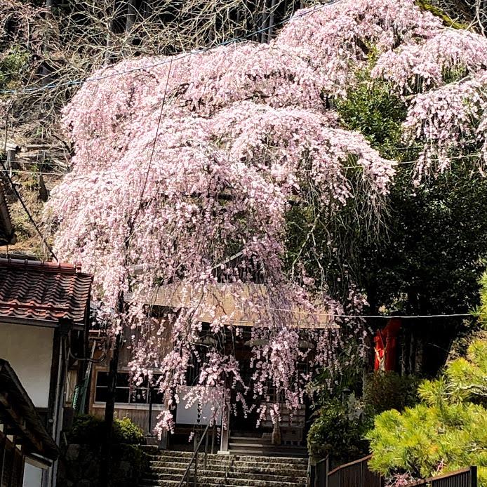 吉野山の桜満開です4
