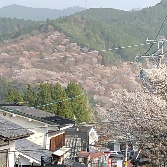 吉野山の桜満開です2