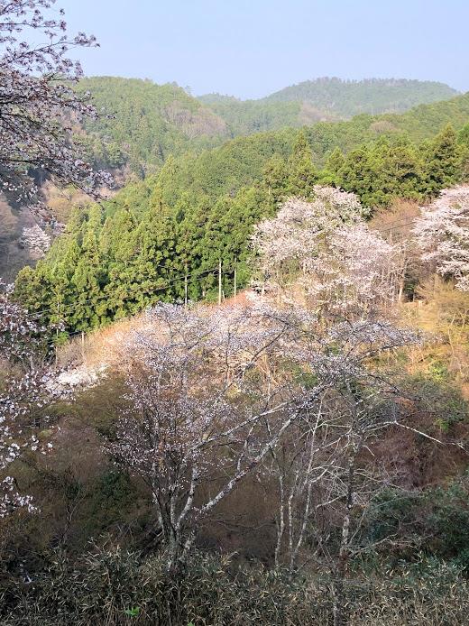 吉野山の桜満開です3